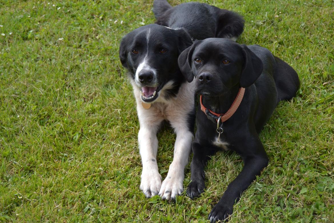 Blanding af racer Malou billede 6