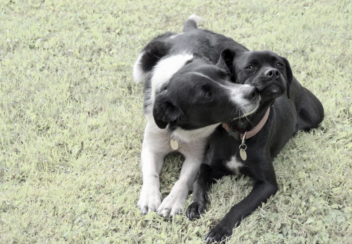 Blanding af racer Malou billede 7