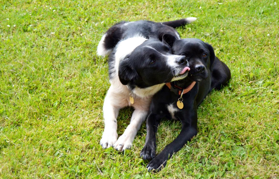 Blanding af racer Malou billede 8