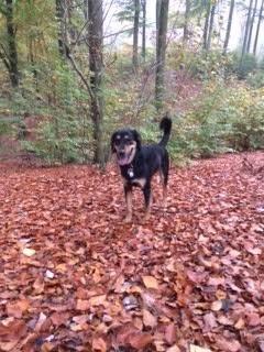 Blanding af racer Lucky - Ahhhh, skov <3 billede 6