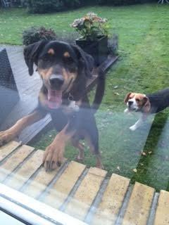 Blanding af racer Lucky - Nu er jeg træt, må jeg komme ind mor? billede 12