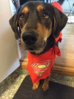 Blanding af racer Lucky - Mor... Skal jeg have det åndsvage kostume på? billede 8