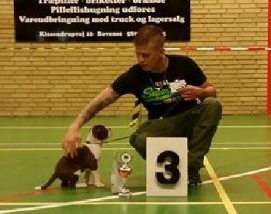 Olde english bulldogge Østergaards Cappucino billede 4