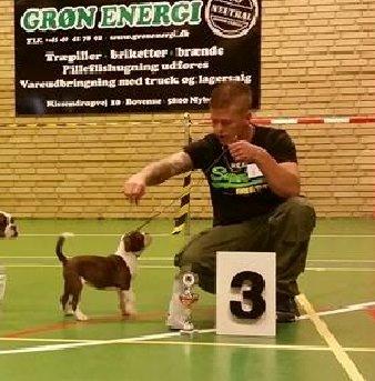 Olde english bulldogge Østergaards Cappucino billede 3