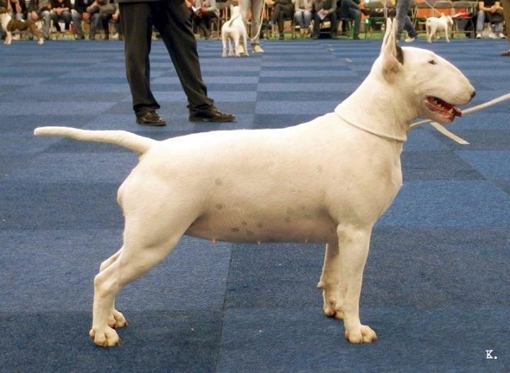 Bullterrier Amy - Holland nov. 2014 billede 8