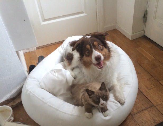 Border collie Max [himmelhund] billede 14