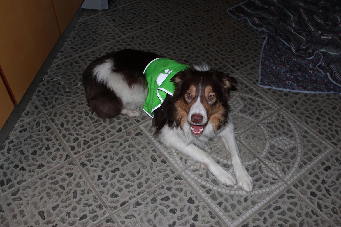 Border collie Max [himmelhund] billede 15