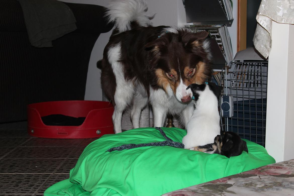 Border collie Max [himmelhund] billede 16