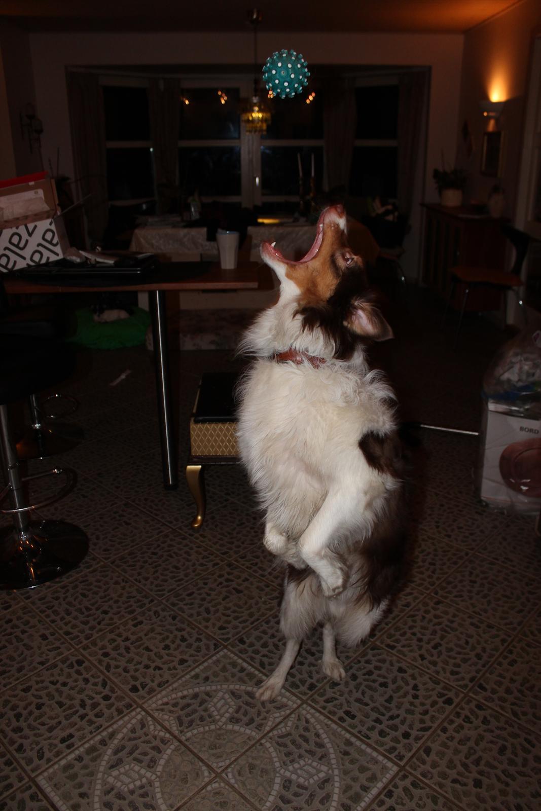 Border collie Max [himmelhund] billede 17