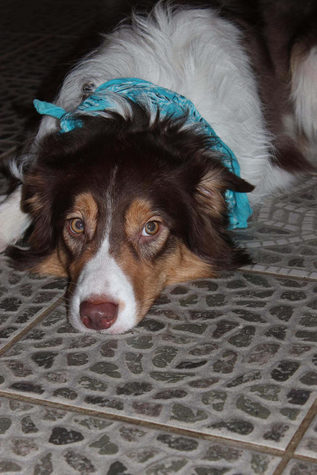 Border collie Max [himmelhund] billede 19