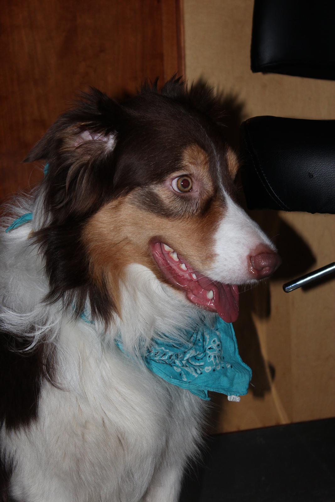 Border collie Max [himmelhund] billede 21