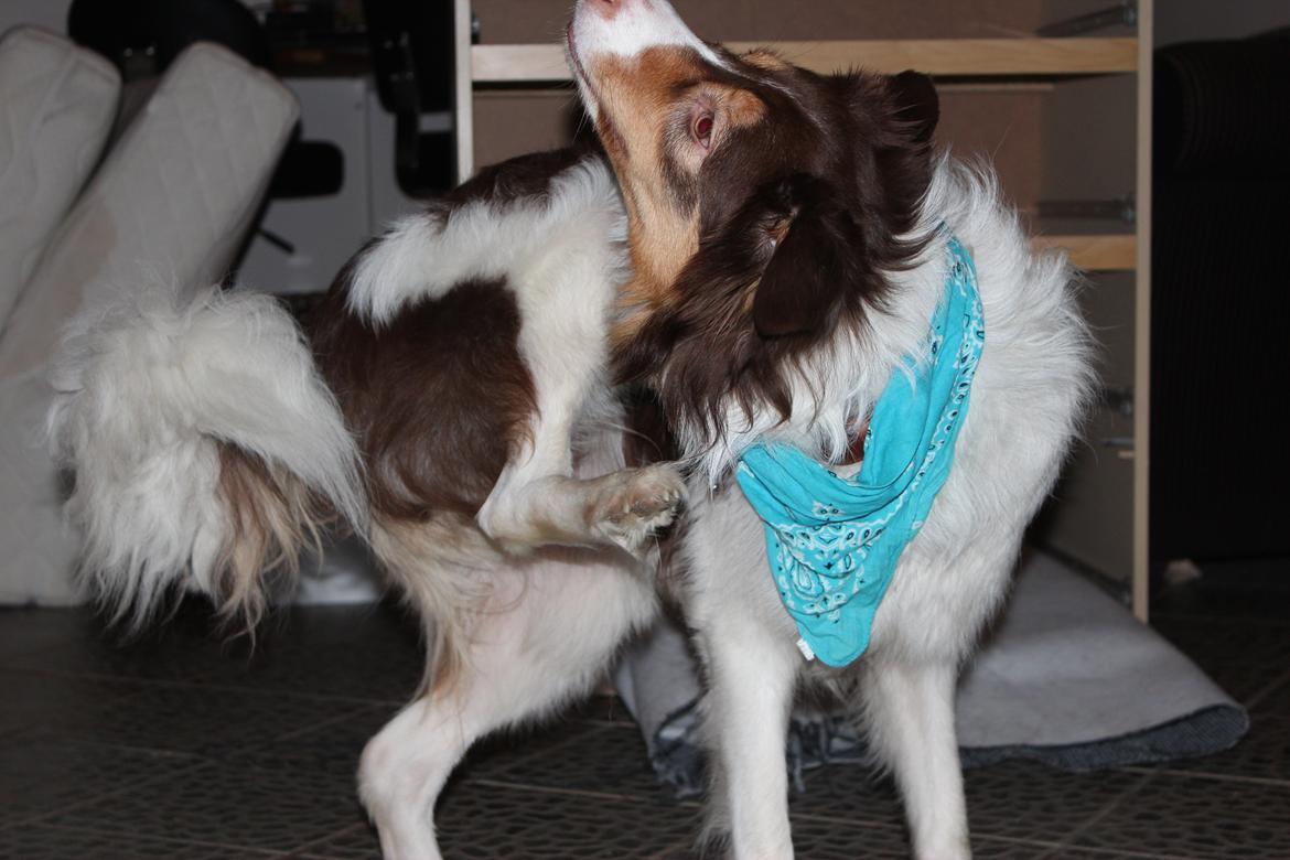 Border collie Max [himmelhund] billede 18