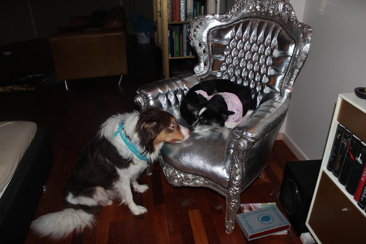 Border collie Max [himmelhund] billede 22