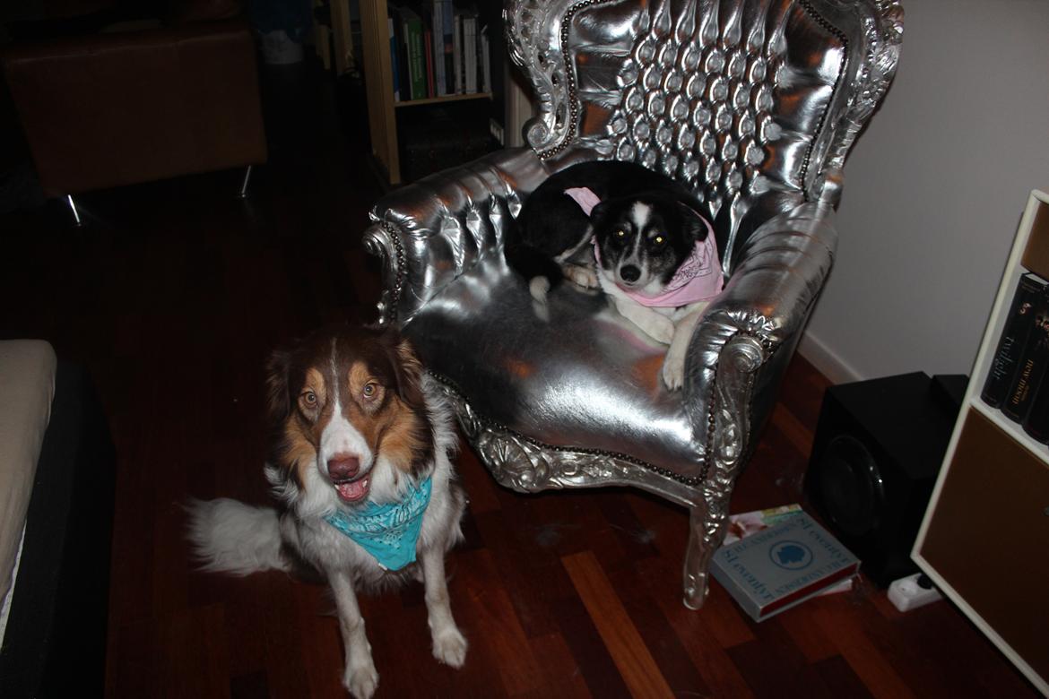 Border collie Max [himmelhund] billede 23