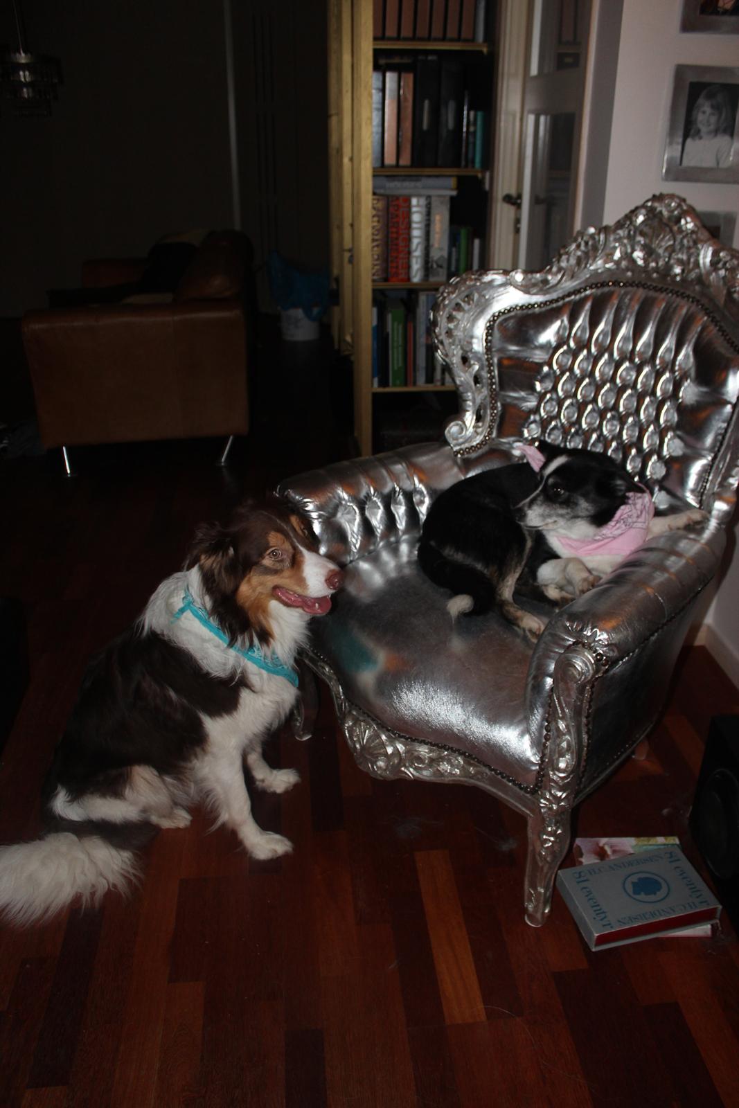 Border collie Svala [himmelhund] billede 6