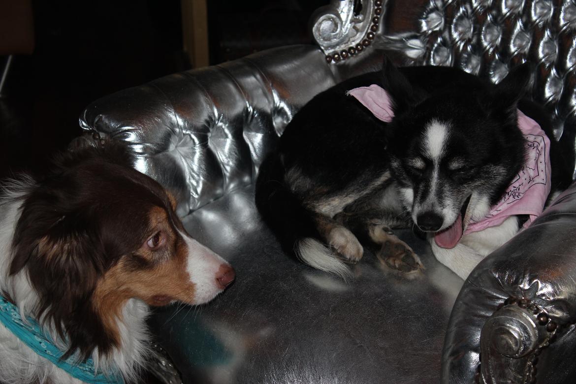 Border collie Svala [himmelhund] billede 2