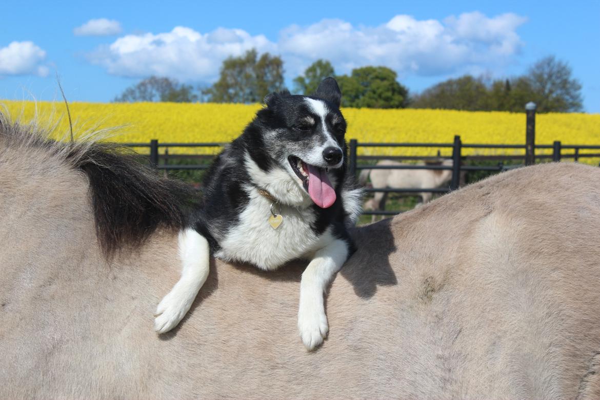 Border collie Svala [himmelhund] billede 3