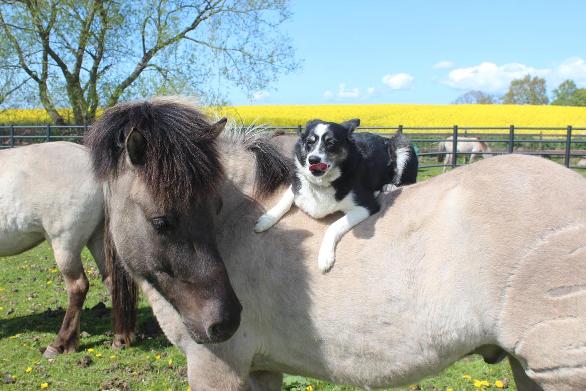Border collie Svala [himmelhund] billede 1