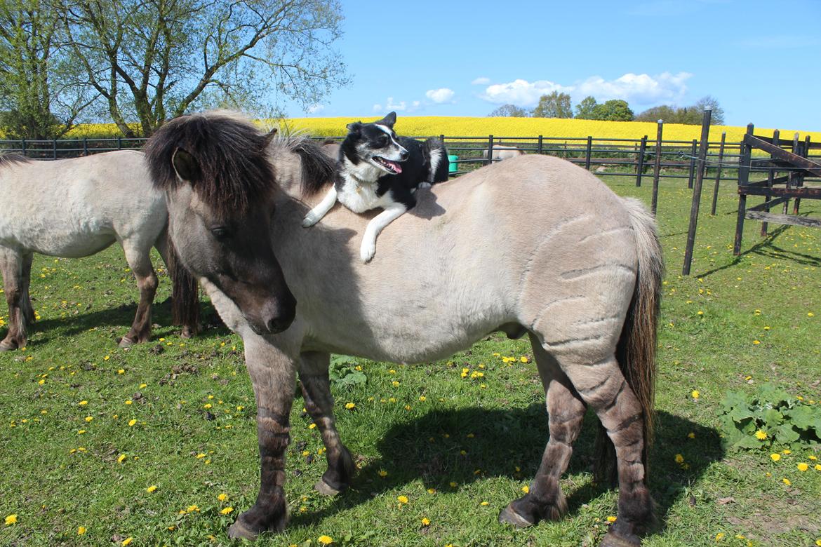 Border collie Svala [himmelhund] billede 4