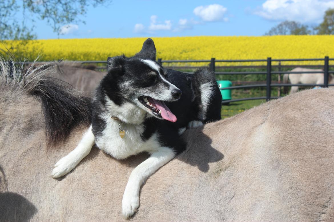 Border collie Svala [himmelhund] billede 5
