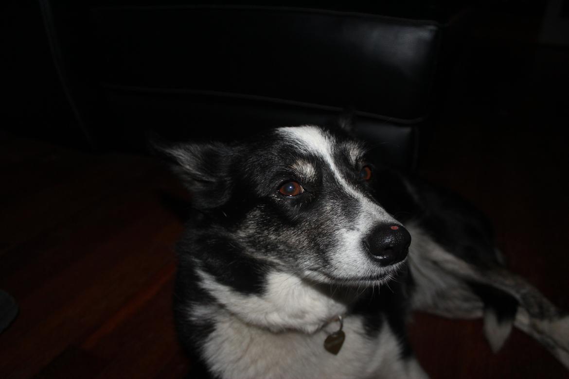 Border collie Svala [himmelhund] billede 35