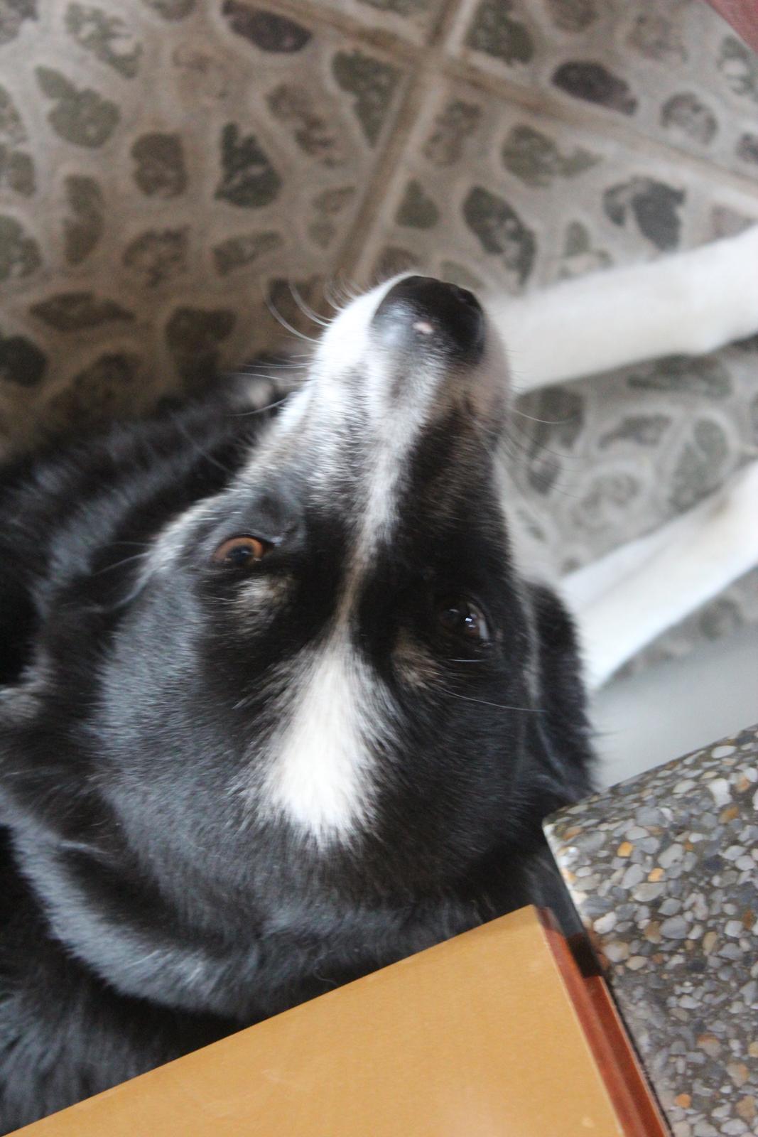 Border collie Svala [himmelhund] billede 37