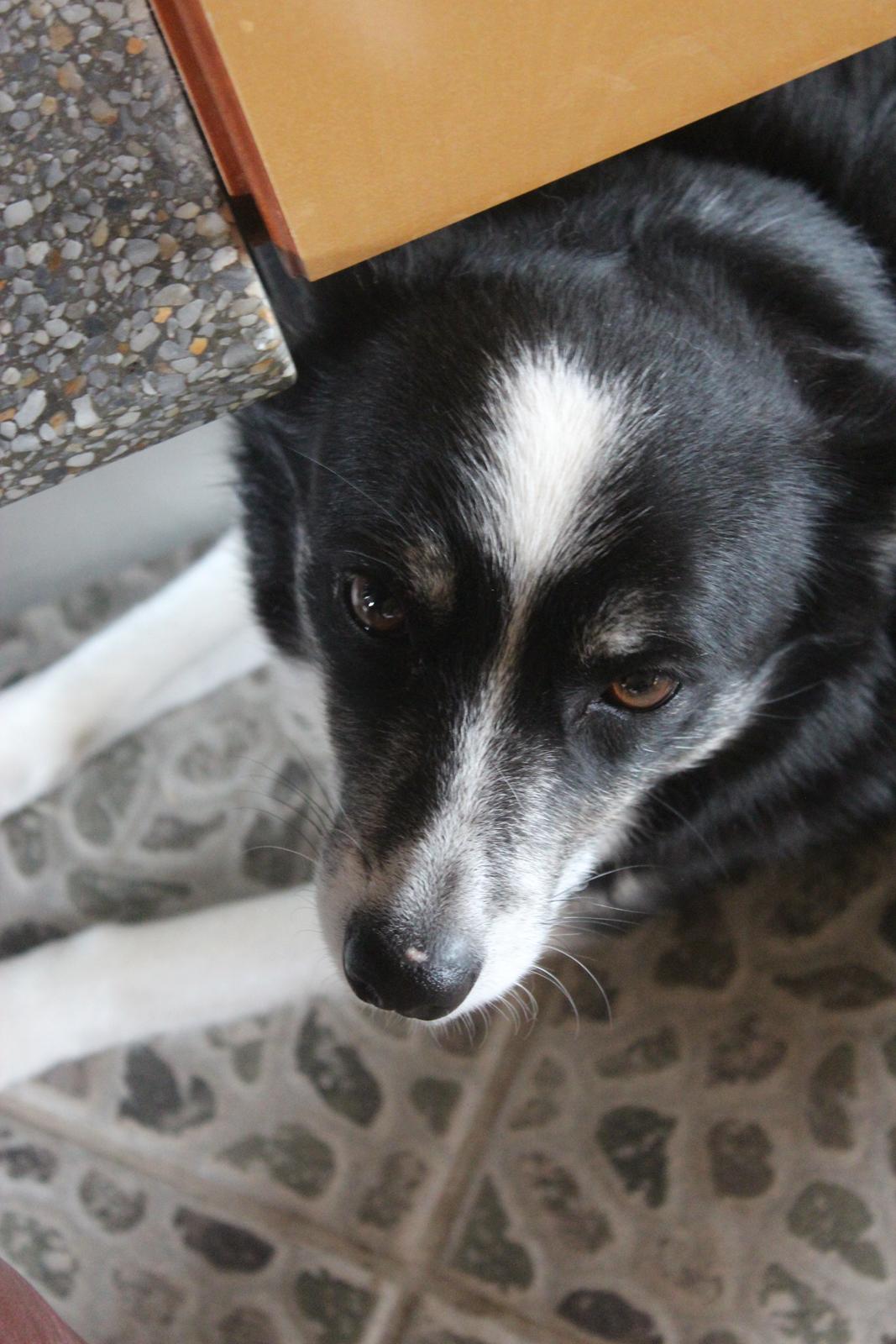 Border collie Svala [himmelhund] billede 38