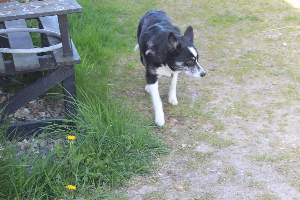 Border collie Svala [himmelhund] billede 39