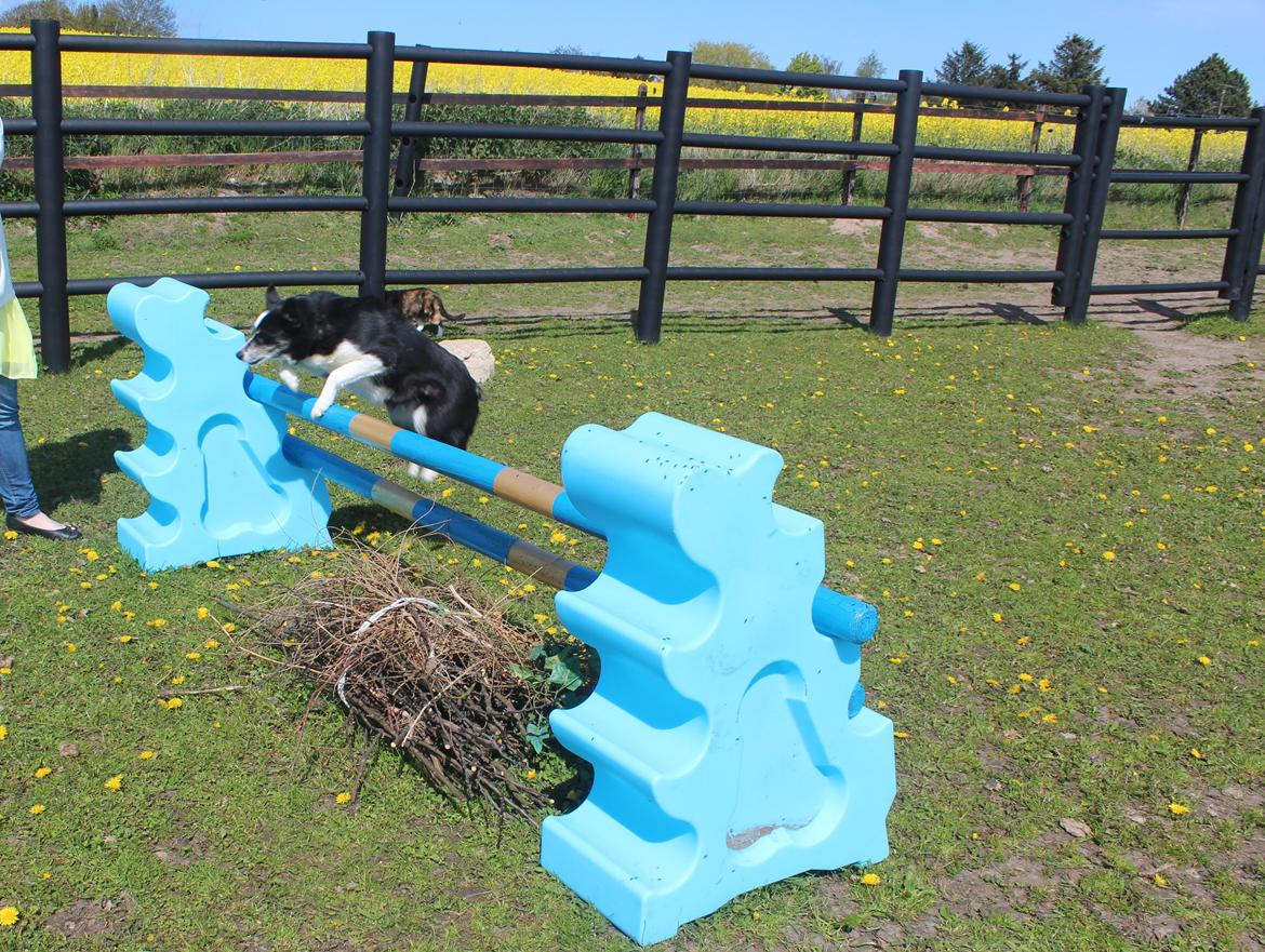 Border collie Svala [himmelhund] billede 8