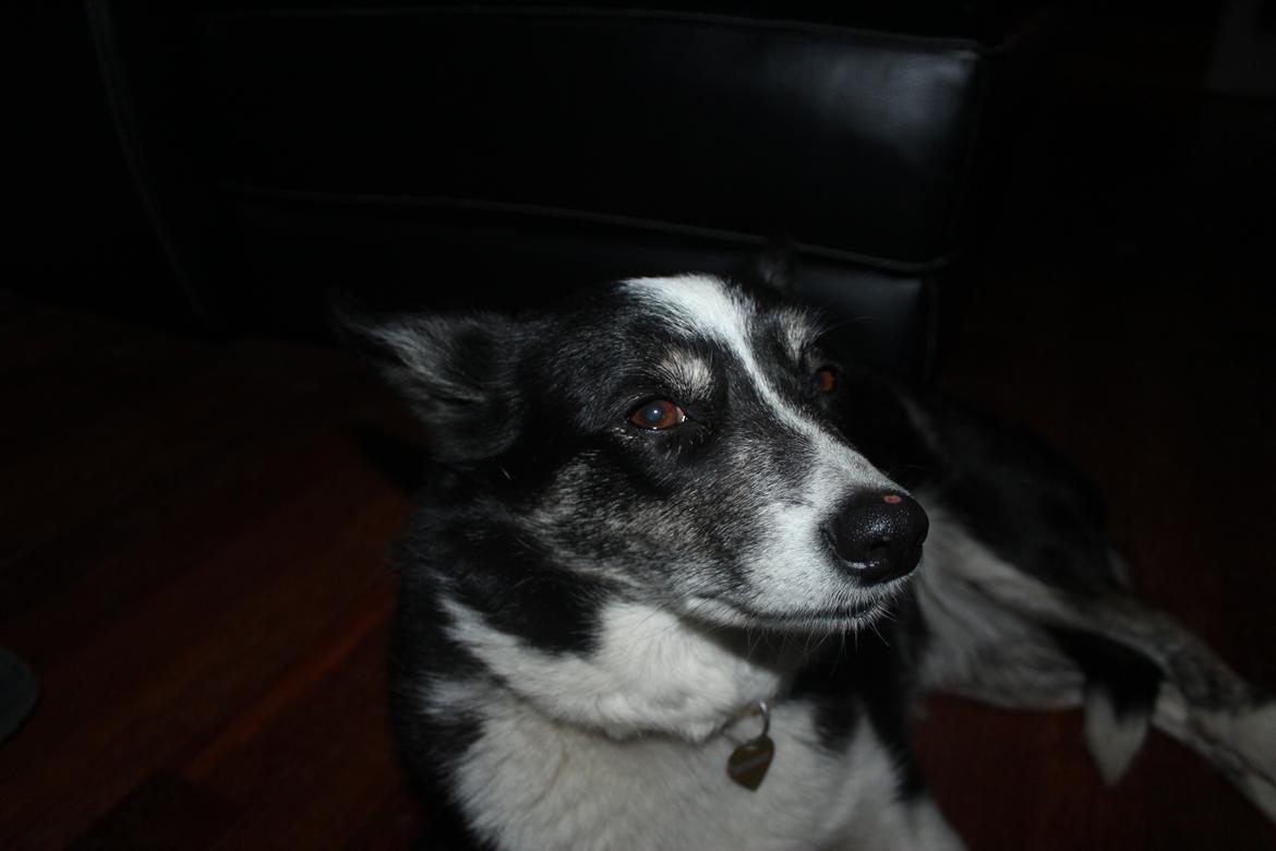 Border collie Svala [himmelhund] billede 36