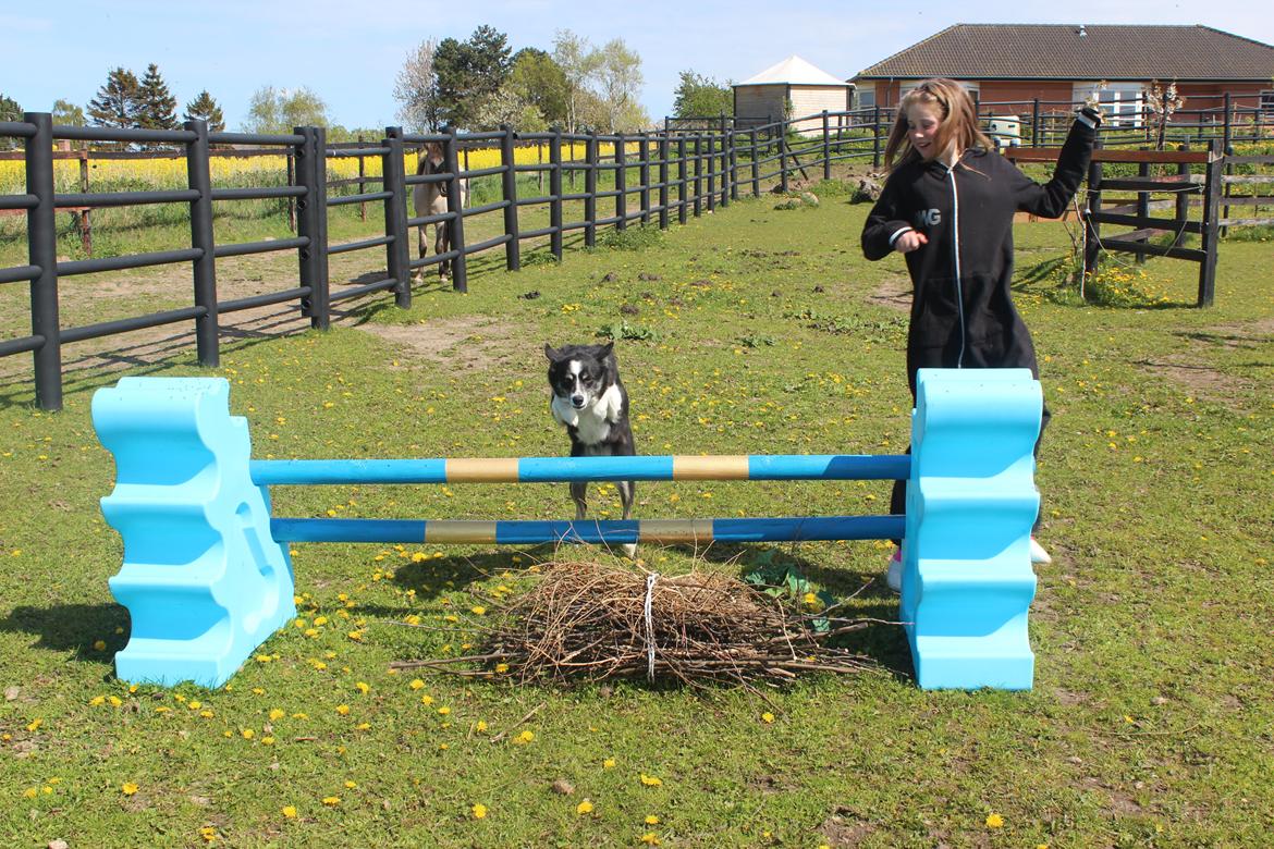 Border collie Svala [himmelhund] billede 9