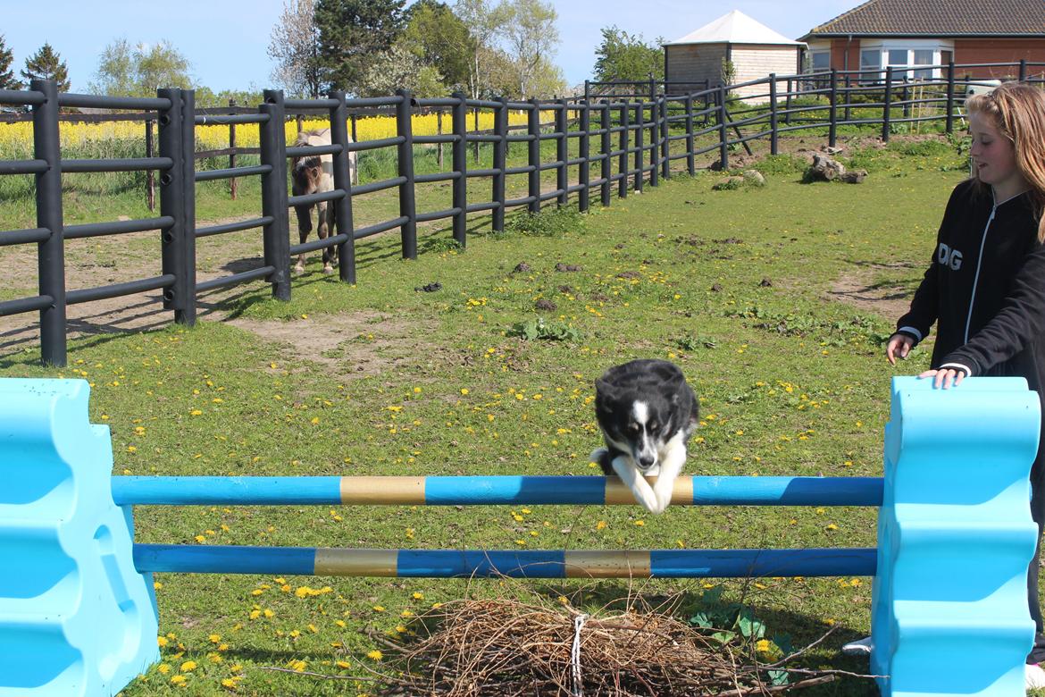 Border collie Svala [himmelhund] billede 11
