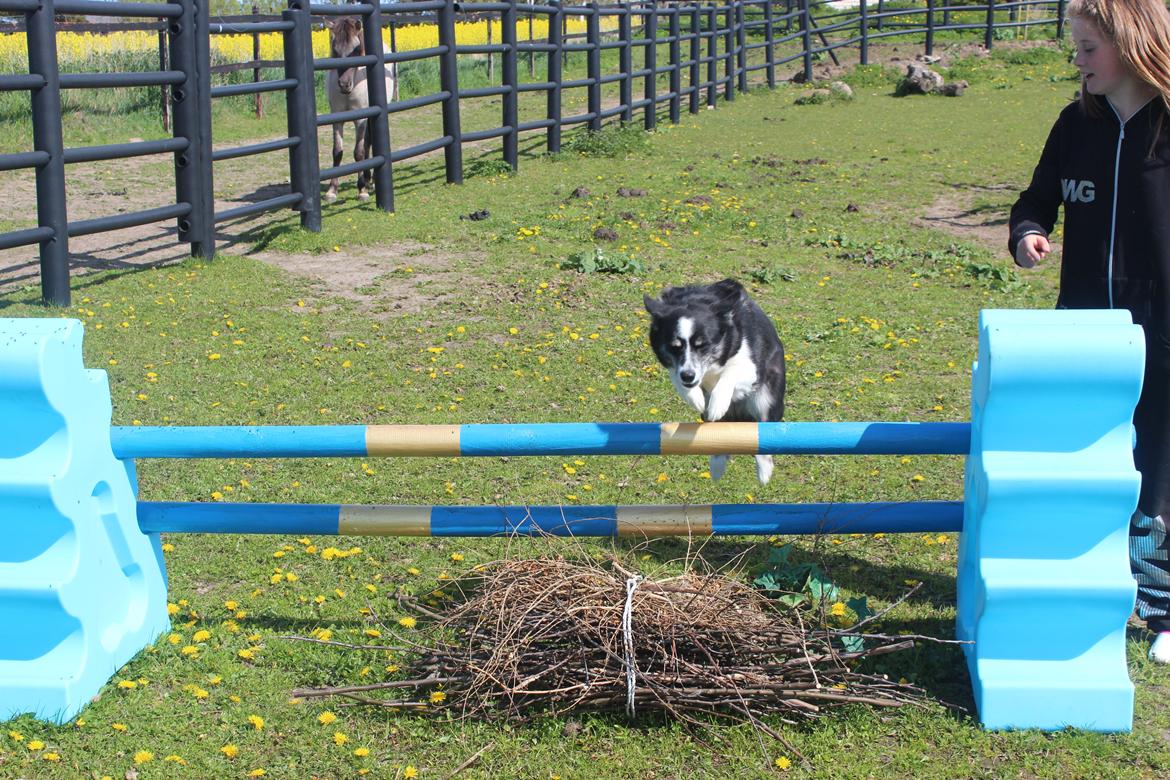 Border collie Svala [himmelhund] billede 12