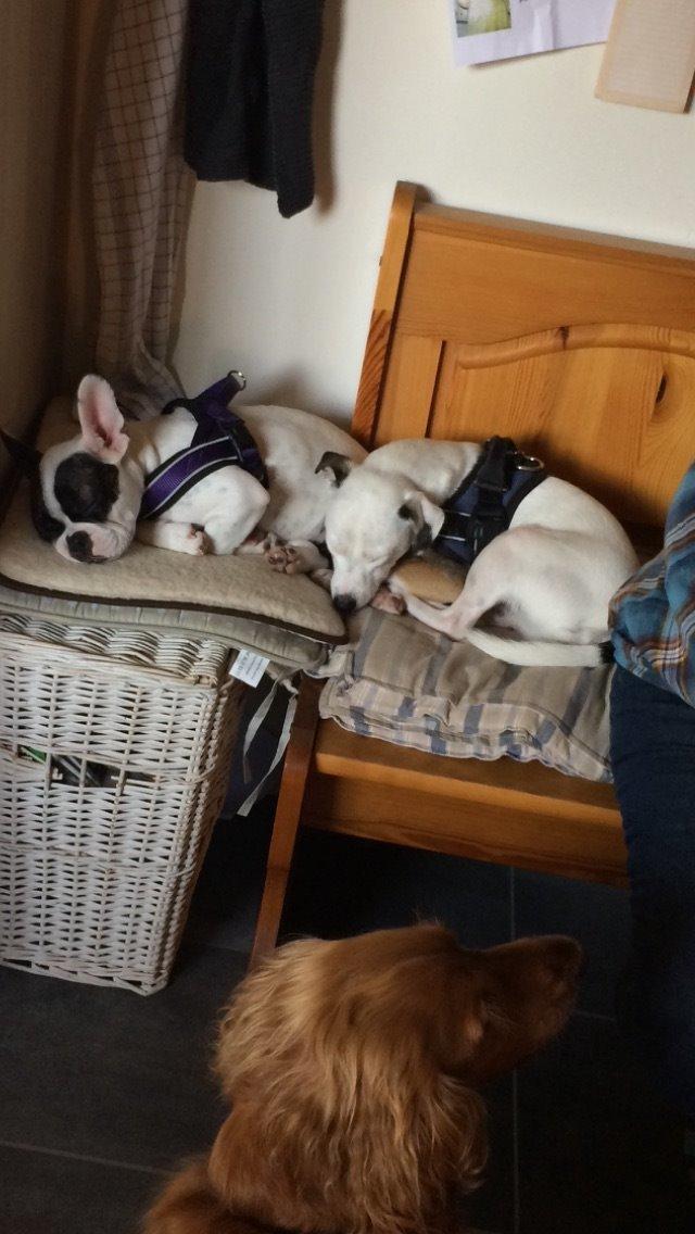 Jack russell terrier Solo billede 7