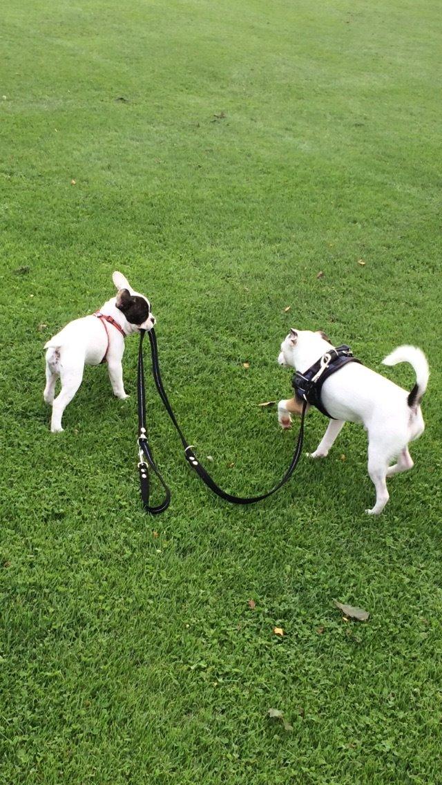 Jack russell terrier Solo billede 8