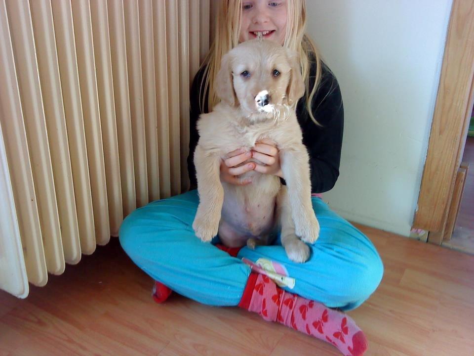 Golden retriever basse billede 1