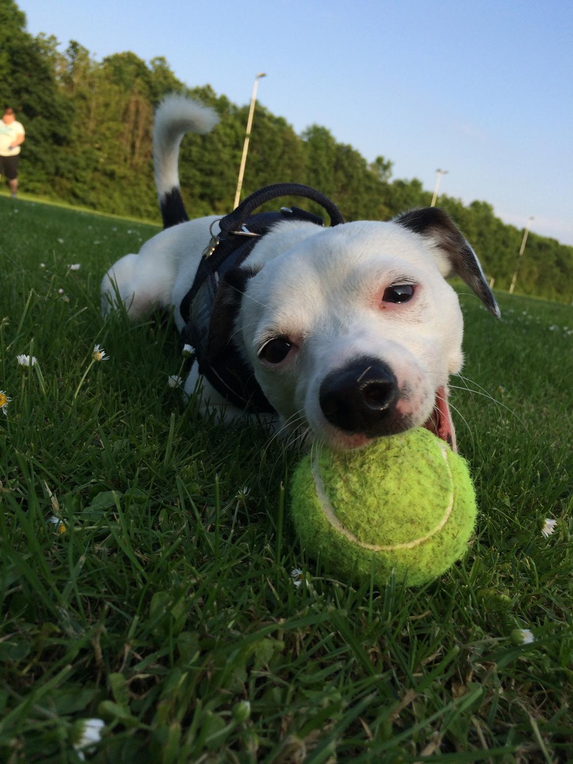 Jack russell terrier Solo billede 9