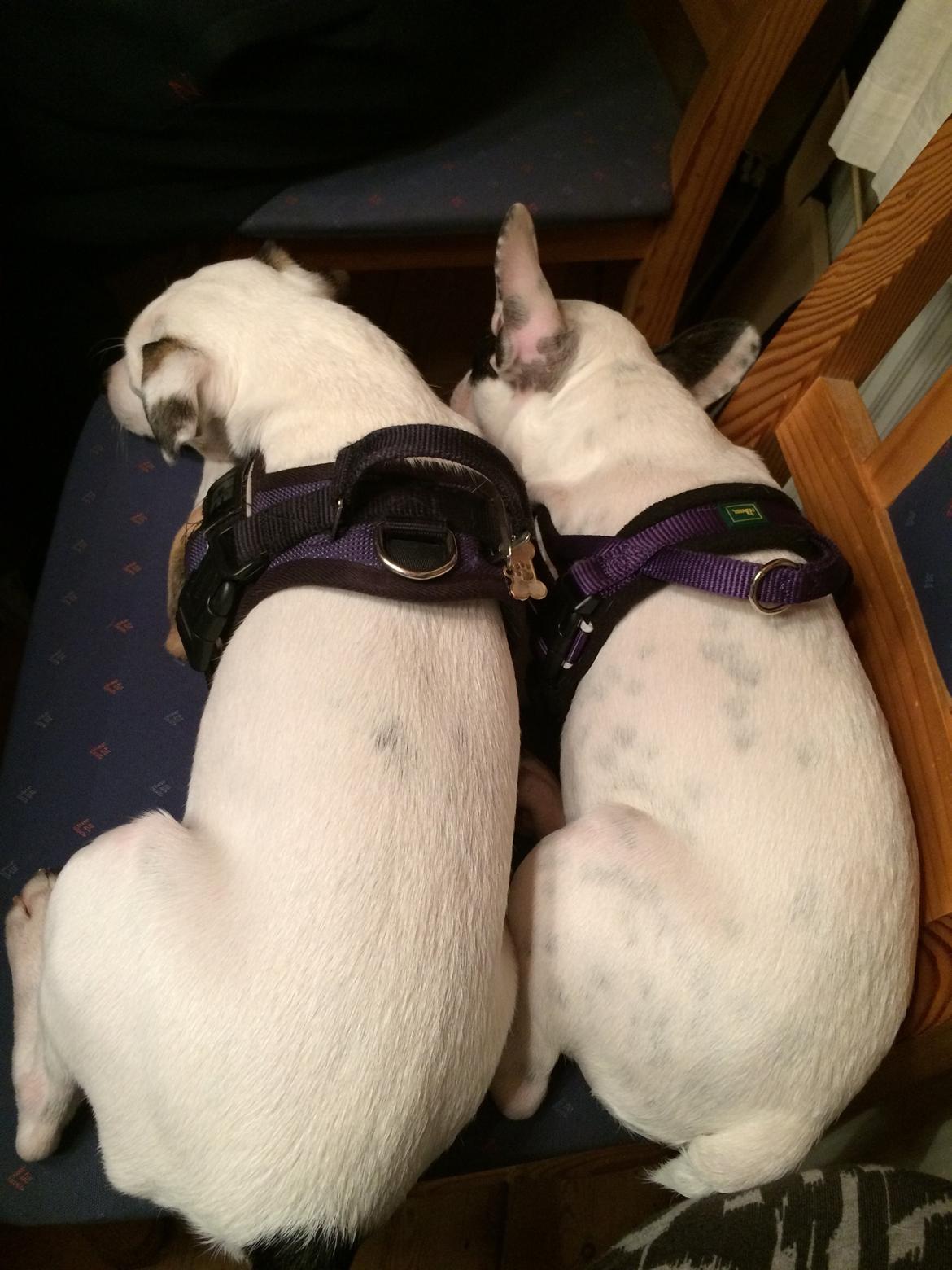 Jack russell terrier Solo billede 10