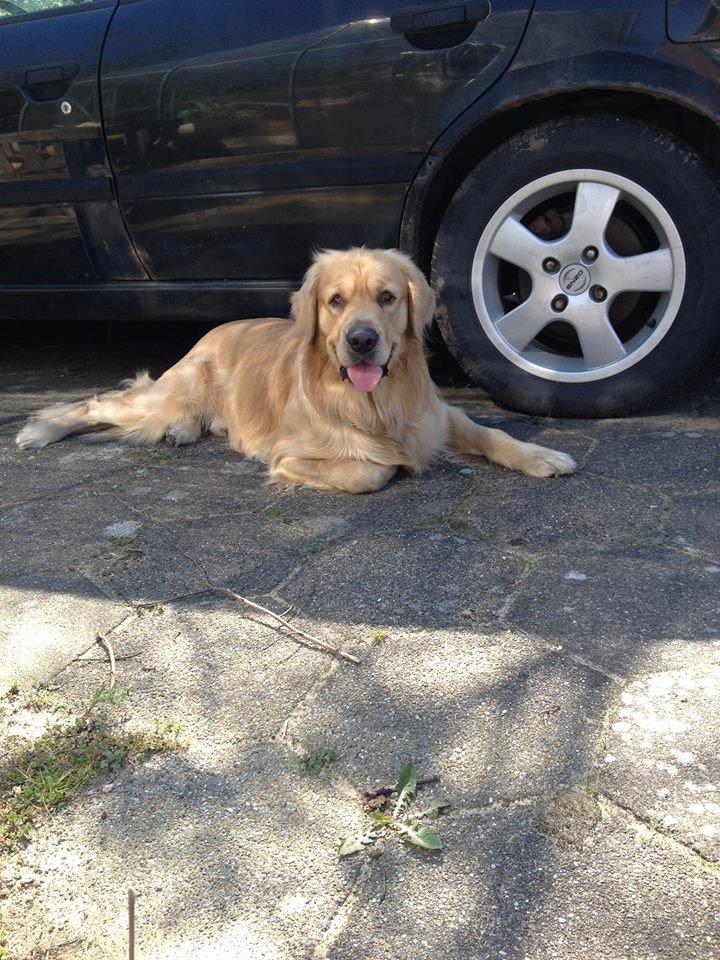 Golden retriever basse billede 2