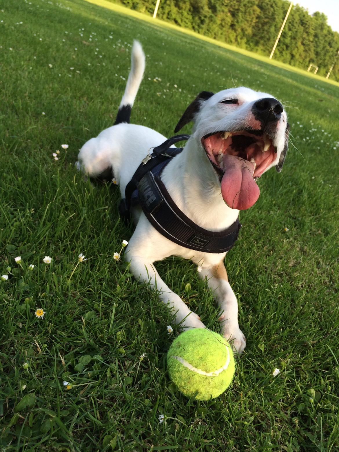 Jack russell terrier Solo billede 11