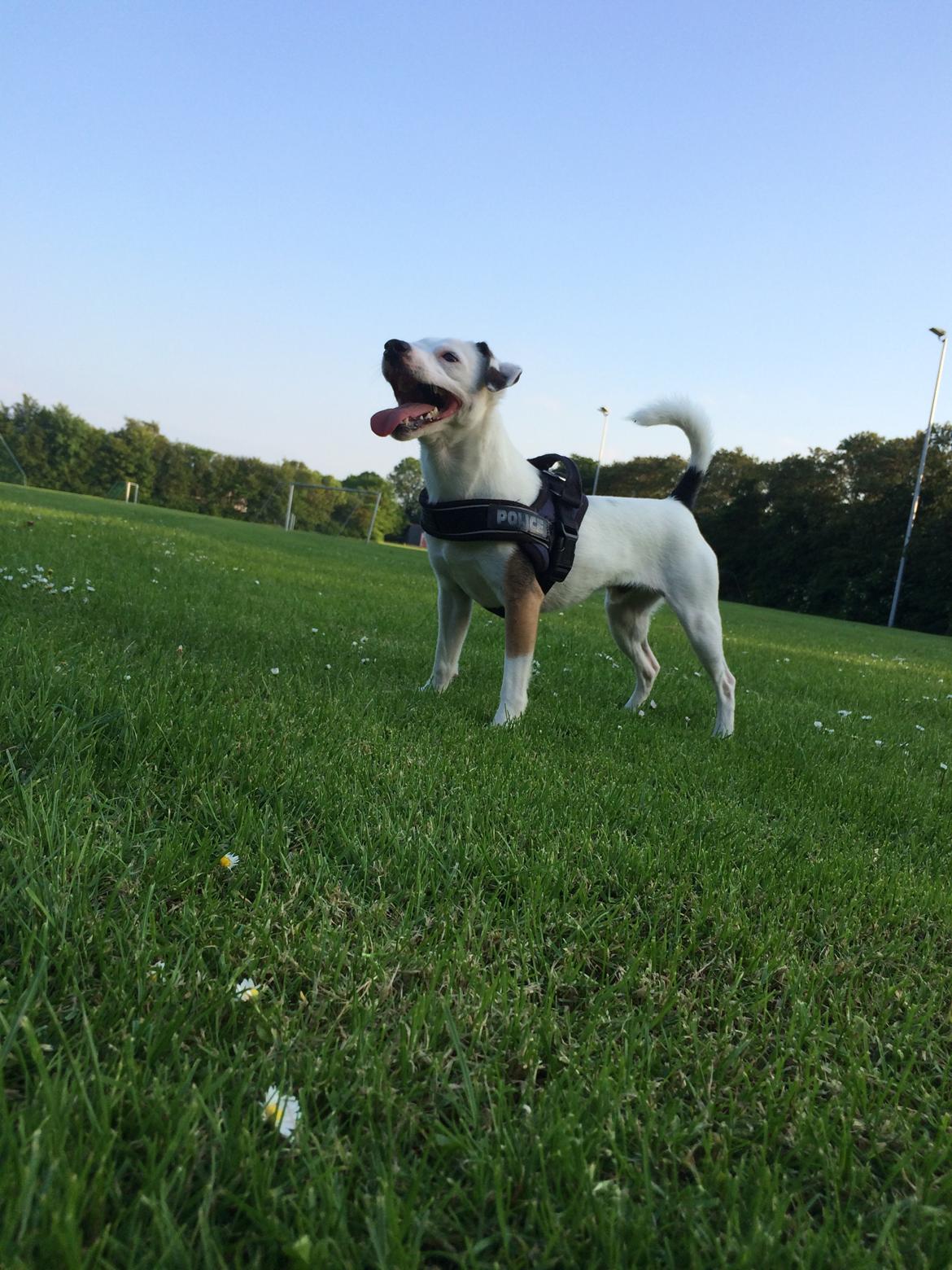 Jack russell terrier Solo billede 14