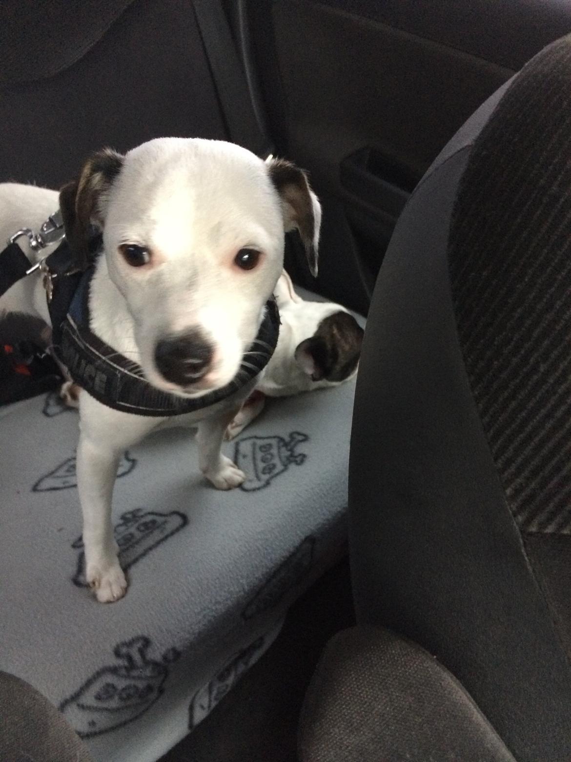 Jack russell terrier Solo billede 15