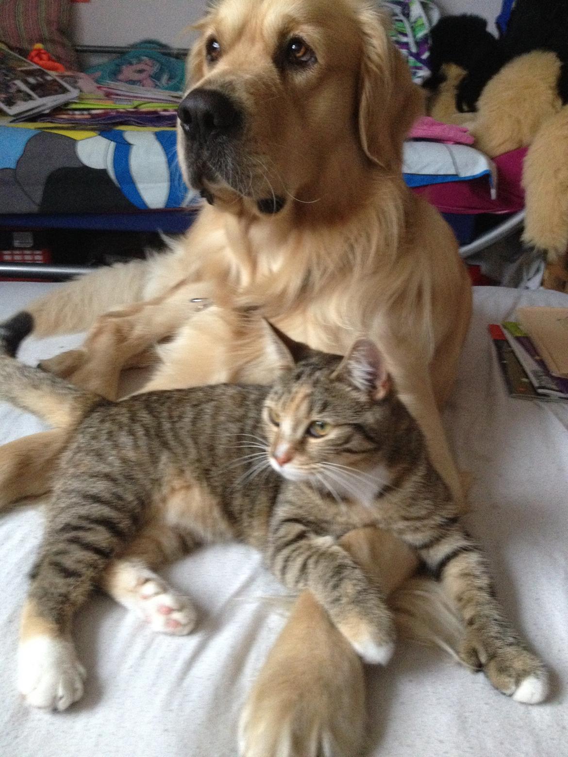 Golden retriever basse billede 3