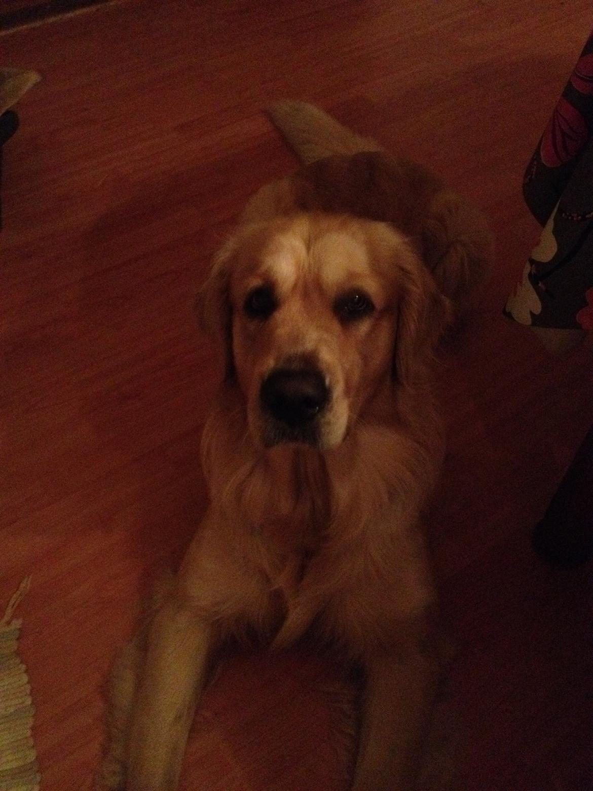 Golden retriever basse billede 4