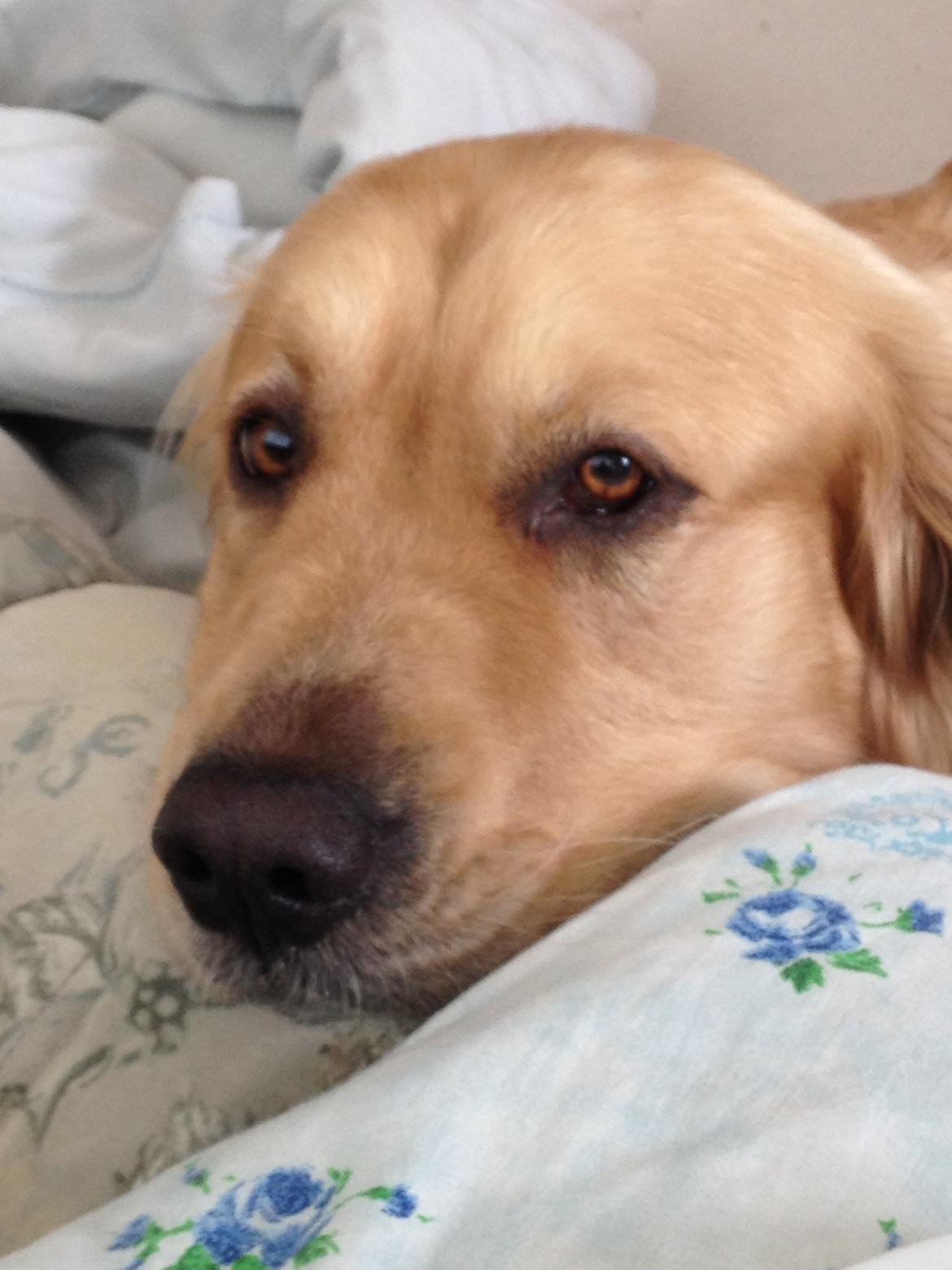 Golden retriever basse billede 6