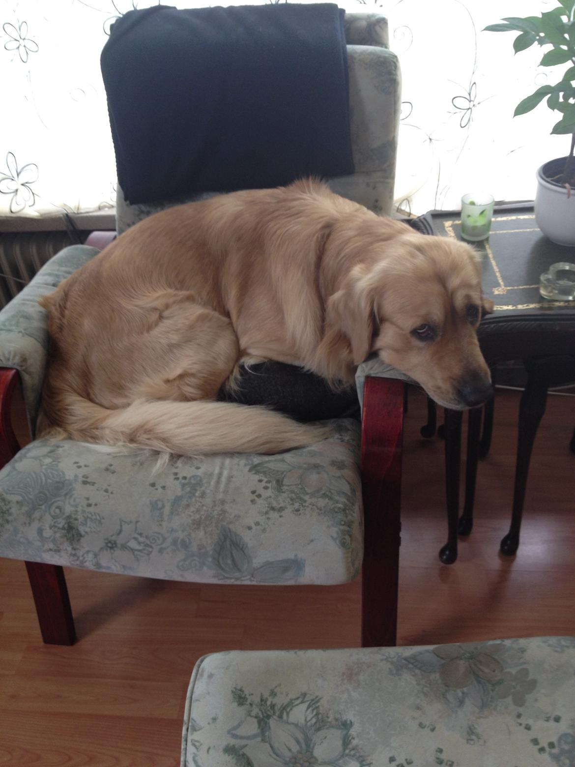 Golden retriever basse billede 7