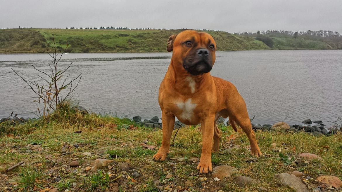 Staffordshire bull terrier Cooper billede 10