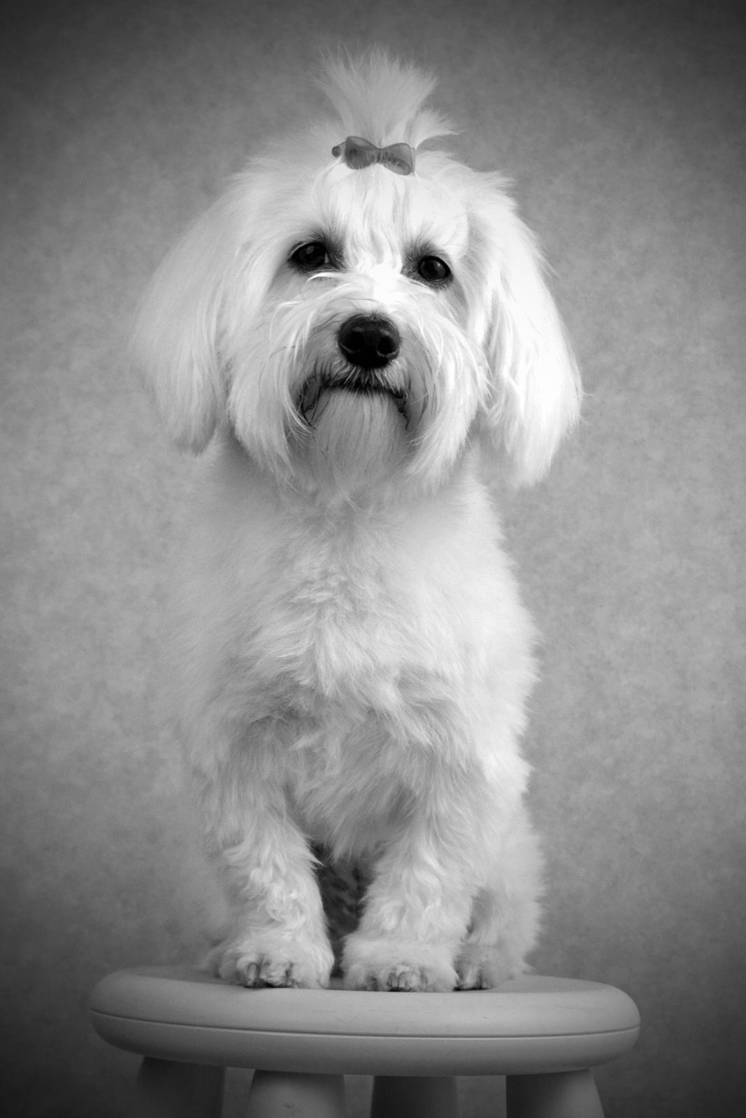 Malteser Fie R.I.P 26. Januar 2015 billede 1