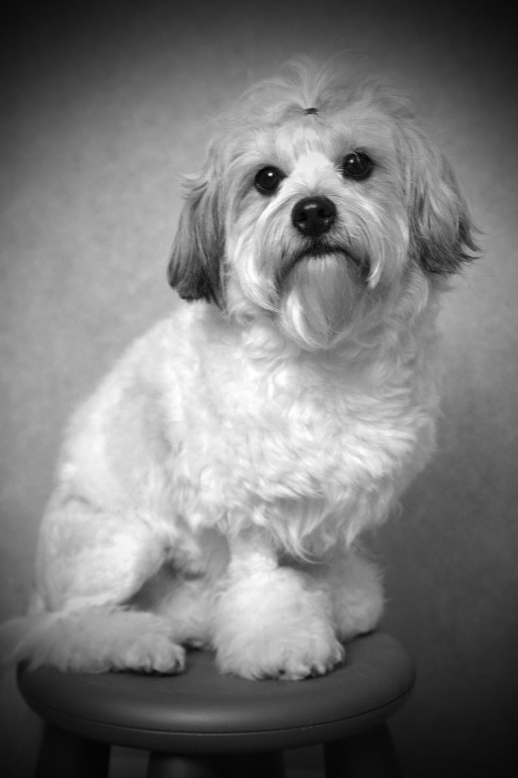 Løwchen Lions of Denmark X'llent Ludvig *Silas* billede 1