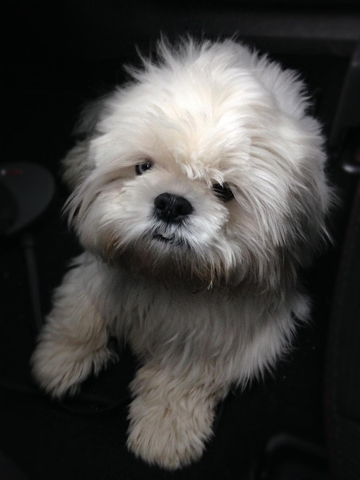 Blanding af racer Albert billede 1